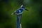 Pied Kingfisher, Ceryle rudis. Black and white bird sitting in the branch during sunrise with nice light, grass in the background,