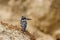 Pied Kingfisher Ceryle rudis on the riverbanks of the Victoria river, Murchison Falls National Park, Uganda.