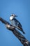 Pied kingfisher on dead branch in sunshine