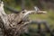 Pied kingfisher on dead tree in sunshine