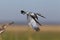 Pied Kingfisher diving from perch