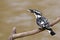 Pied kingfisher with fish catch of the day