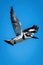 Pied kingfisher flies across clear blue sky