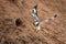 Pied kingfisher flies away from earth hole