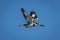 Pied kingfisher flies in clear blue sky