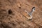 Pied kingfisher flies off from earth hole