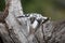 Pied kingfisher flies past dead tree stump
