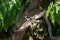 Pied kingfisher flies past tree spreading wings