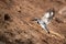 Pied kingfisher flies towards nest in bank