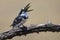 Pied Kingfisher kills fish on a branch