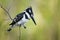 Pied kingfisher in Kruger National park