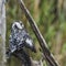 Pied kingfisher in Kruger National park, South Africa