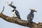 Pied kingfisher in Kruger National park, South Africa