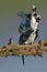 Pied Kingfisher mating on branch