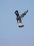 Pied Kingfisher in mid-air