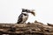 Pied Kingfisher on a perch overlooking a lake beating a fish on a branch