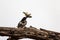 Pied Kingfisher on a perch overlooking a lake beating a fish on a branch