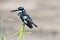 Pied kingfisher - pied crested kingfisher