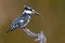 Pied Kingfisher on pirtch