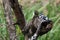 Pied kingfisher, Queen Elizabeth National Park, Uganda