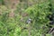 Pied kingfisher, Queen Elizabeth National Park, Uganda