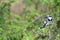 Pied kingfisher, Queen Elizabeth National Park, Uganda