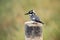 Pied kingfisher sits on a stake