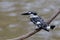 A pied Kingfisher sitting on a branch above the chobe river