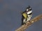 Pied Kingfisher with sizable catch in beak