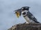 Pied Kingfisher with sizable catch in beak