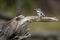 Pied kingfisher on tree stump in sunshine