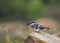 Pied Kingfisher on a Winter Morning