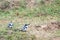 Pied kingfishers, Queen Elizabeth National Park, Uganda