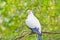 Pied lmperial pigeon or Ducula bicolor