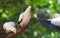 Pied lmperial pigeon or Ducula bicolor