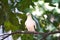 Pied lmperial pigeon or Ducula bicolor