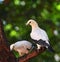 Pied lmperial pigeon or Ducula bicolor