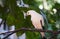 Pied lmperial pigeon or Ducula bicolor