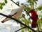 Pied lmperial pigeon or Ducula bicolor