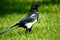 Pied magpie