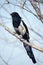 Pied magpie