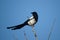 Pied magpie