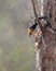 A Pied Malabar Hornbill feeding its female