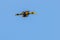 A pied malabar hornbill flying