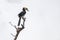 A pied malabar Hornbill resting