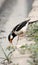 Pied myna