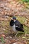 The pied myna or Asian pied starling