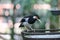 The pied myna or Asian pied starling or Jalak Suren Gracupica contra, Local myna bird from Indonesia.