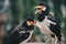 The pied myna or Asian pied starling or Jalak Suren Gracupica contra, Local myna bird from Indonesia.