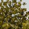 Pied myna captured during rainfall in city area of India